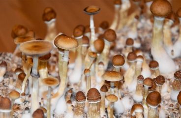Oregon Becomes The First State With Legal “Magic” Shrooms
