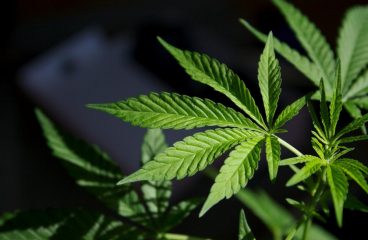 5 More States Legalize Marijuana In The US