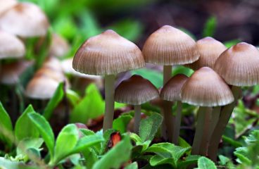 Florida Lawmaker Introduces Bill to Legalize Magic Mushrooms