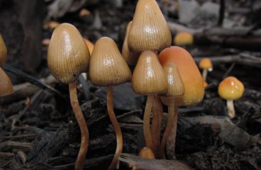 Mushroom Service Centers Are Coming to Oregon