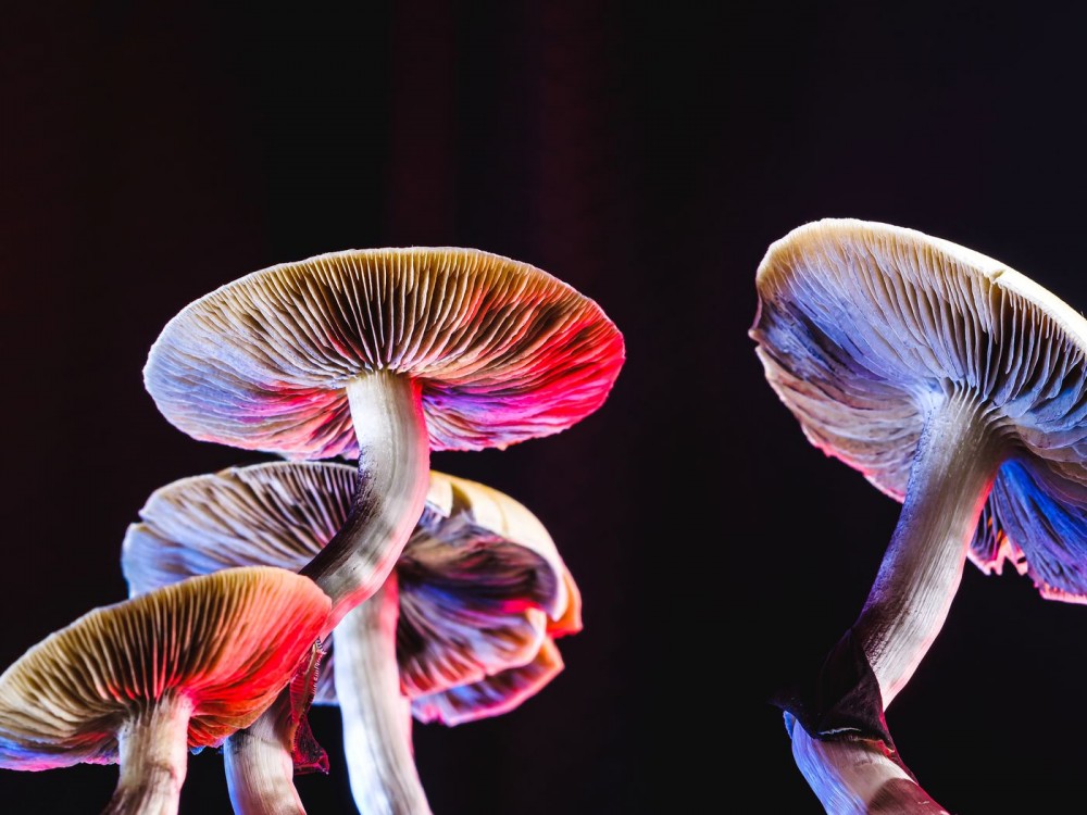 Psilocybin and MDMA Have Been Approved For Medicinal Use In Canada